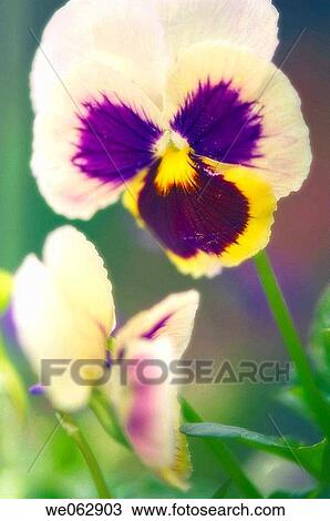 Pansies. Viola x wittrockiana. June 2007, Maryland, USA View Large Photo Image Stock Image - Pansies. Viola x wittrockiana. June 2007, Maryland, USA. Fotosearch