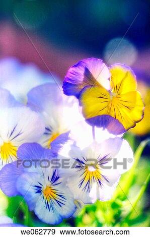Pansies. Viola x wittrockiana. May 2006, Maryland, USA View Large Photo Image Stock Photo - Pansies. Viola x wittrockiana. May 2006, Maryland, USA. Fotosearch