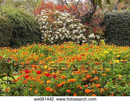 Parc Phoenix, Nice. French Riviera, Alpes-Maritimes, France View Large Photo Image Stock Image - Parc Phoenix, Nice. French Riviera, Alpes-Maritimes, France. Fotosearch