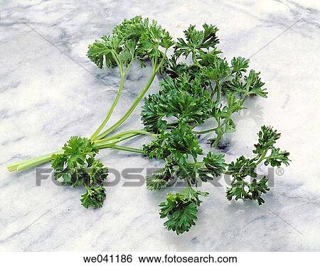 Stock Photograph - Parsley. Fotosearch