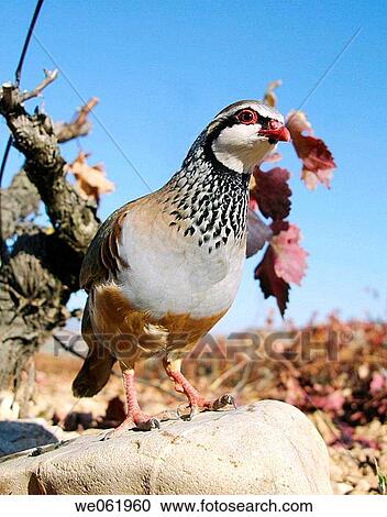 Partridge by vineyard View Large Photo Image Stock Image - Partridge by vineyard. Fotosearch