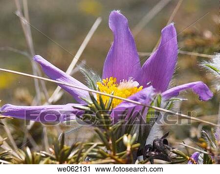 Pasque flower (Anemone pulsatilla). Val d? Aosta, Italy View Large Photo Image Stock Image - Pasque flower (Anemone pulsatilla). Val d? Aosta, Italy. Fotosearch
