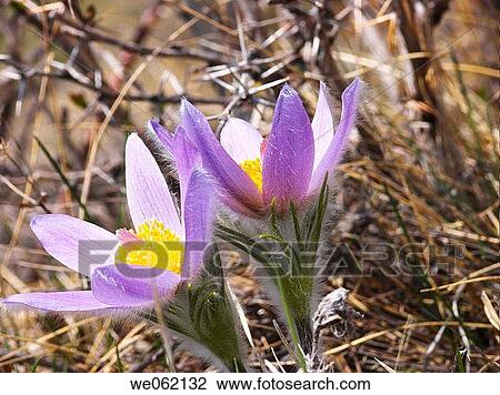 Pasque flower (Anemone pulsatilla). Val d? Aosta, Italy View Large Photo Image Stock Image - Pasque flower (Anemone pulsatilla). Val d? Aosta, Italy. Fotosearch