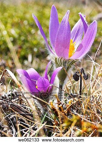 Pasque flower (Anemone pulsatilla). Val d? Aosta, Italy View Large Photo Image Stock Image - Pasque flower (Anemone pulsatilla). Val d? Aosta, Italy. Fotosearch