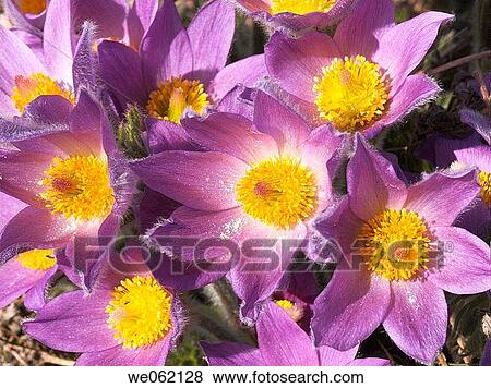 Pasque flower (Anemone pulsatilla). Val d? Aosta, Italy View Large Photo Image Stock Photo - Pasque flower (Anemone pulsatilla). Val d? Aosta, Italy. Fotosearch