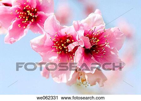 Peach tree flowers View Large Photo Image Stock Image - Peach tree flowers. Fotosearch