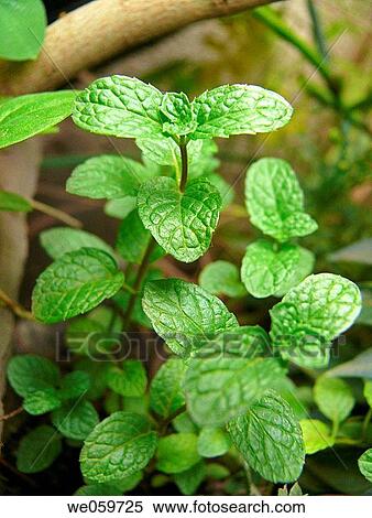 Stock Photography - Peppermint (Mentha piperita). Fotosearch