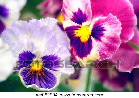 Pink and Blue Pansies. Viola x wittrockiana. June 2007, Maryland, USA View Large Photo Image Picture - Pink and Blue Pansies. Viola x wittrockiana. June 2007, Maryland, USA. Fotosearch