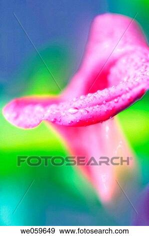 Pink Calla Lily. Zantedeschia. July 2006, Maryland, USA View Large Photo Image Stock Photo - Pink Calla Lily. Zantedeschia. July 2006, Maryland, USA. Fotosearch