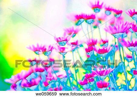 Pink Chrysanthemums. Chrysanthemum hybrid. October 2006, Maryland, USA View Large Photo Image Stock Photo - Pink Chrysanthemums. Chrysanthemum hybrid. October 2006, Maryland, USA. Fotosearch