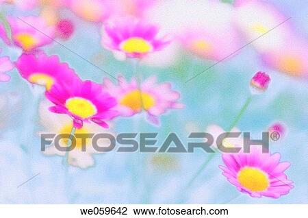 Pink Marguerite Daisies. Argyranthemum frutescens. May 2006, Maryland, USA View Large Photo Image Stock Image - Pink Marguerite Daisies. Argyranthemum frutescens. May 2006, Maryland, USA. Fotosearch