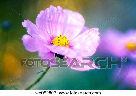Pink Mexican Aster. Cosmos Flower. Cosmos bipinnatus. November 2006, Maryland, USA View Large Photo Image Stock Image - Pink Mexican Aster. Cosmos Flower. Cosmos bipinnatus. November 2006, Maryland, USA. Fotosearch