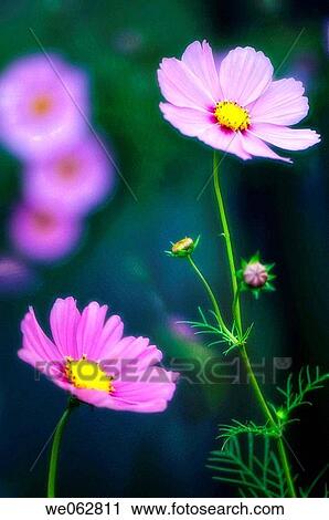 Pink Mexican Aster. Cosmos Flower. Cosmos bipinnatus. October 2006, Maryland, USA View Large Photo Image Stock Image - Pink Mexican Aster. Cosmos Flower. Cosmos bipinnatus. October 2006, Maryland, USA. Fotosearch