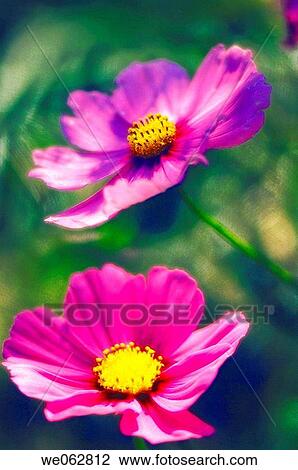 Pink Mexican Aster. Cosmos Flower. Cosmos bipinnatus. October 2006, Maryland, USA View Large Photo Image Stock Image - Pink Mexican Aster. Cosmos Flower. Cosmos bipinnatus. October 2006, Maryland, USA. Fotosearch