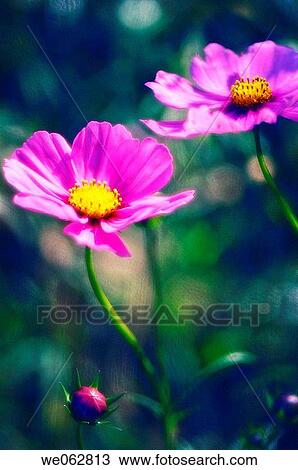 Pink Mexican Aster. Cosmos Flower. Cosmos bipinnatus. October 2006, Maryland, USA View Large Photo Image Stock Image - Pink Mexican Aster. Cosmos Flower. Cosmos bipinnatus. October 2006, Maryland, USA. Fotosearch