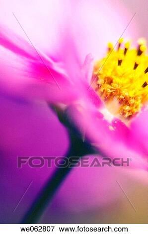 Pink Mexican Aster. Cosmos Flower. Cosmos bipinnatus. May 2006, Maryland, USA View Large Photo Image Stock Photo - Pink Mexican Aster. Cosmos Flower. Cosmos bipinnatus. May 2006, Maryland, USA. Fotosearch