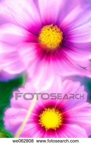 Pink Mexican Aster. Cosmos Flower. Cosmos bipinnatus. October 2006, Maryland, USA View Large Photo Image Stock Photo - Pink Mexican Aster. Cosmos Flower. Cosmos bipinnatus. October 2006, Maryland, USA. Fotosearch