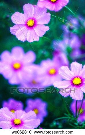 Pink Mexican Aster. Cosmos Flowers. Cosmos bipinnatus. October 2006, Maryland, USA View Large Photo Image Stock Image - Pink Mexican Aster. Cosmos Flowers. Cosmos bipinnatus. October 2006, Maryland, USA. Fotosearch
