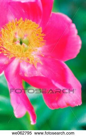 Pink Peony? Scarlet O? Hara?. Paeonia lactiflora. May 2006, Maryland, USA View Large Photo Image Stock Photography - Pink Peony? Scarlet O? Hara?. Paeonia lactiflora. May 2006, Maryland, USA. Fotosearch