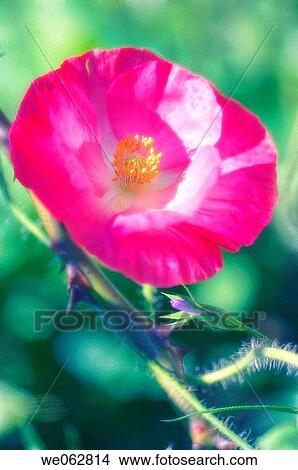 Pink Poppy Flower. Papaver rhoeas. October 2006, Maryland, USA View Large Photo Image Picture - Pink Poppy Flower. Papaver rhoeas. October 2006, Maryland, USA. Fotosearch