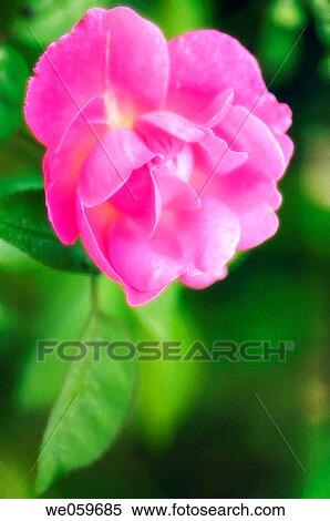 Pink Riose. Rosa hybrid. July 2006. Maryland, USA. View Large Photo Image Stock Photography - Pink Riose. Rosa hybrid. July 2006. Maryland, USA.. Fotosearch