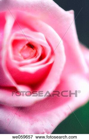Pink Rose close-up. Rosa hybrid. May 2006, Maryland, USA View Large Photo Image Stock Photo - Pink Rose close-up. Rosa hybrid. May 2006, Maryland, USA. Fotosearch