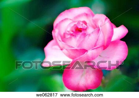 Pink Rose. Rosa hybrid. April 2006, Maryland, USA View Large Photo Image Stock Photo - Pink Rose. Rosa hybrid. April 2006, Maryland, USA. Fotosearch