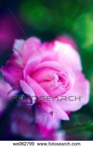 Stock Photo - Pink Rose. Rosa hybrid. May 2006, Maryland, USA. Fotosearch