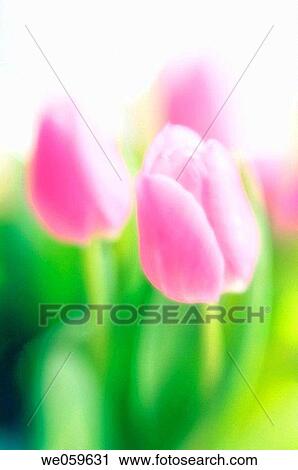 Pink Tulips. Tulipa hybrid. January 2007, Maryland, USA View Large Photo Image Stock Image - Pink Tulips. Tulipa hybrid. January 2007, Maryland, USA. Fotosearch
