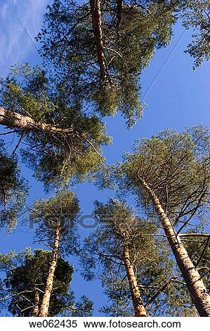 Pinus sylvestris View Large Photo Image Stock Photography - Pinus sylvestris. Fotosearch