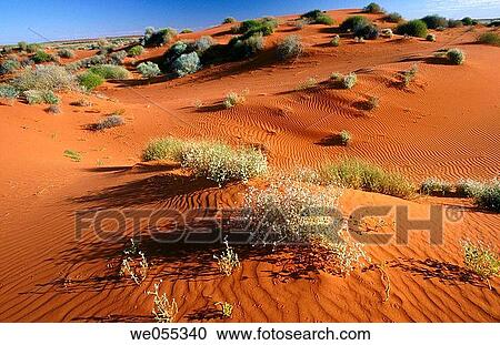 Plants and sand dunes at Strzelecki Desert. Australia View Large Photo Image Stock Image - Plants and sand dunes at Strzelecki Desert. Australia. Fotosearch