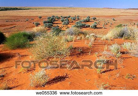 Plants and sand dunes at Strzelecki Desert. Australia View Large Photo Image Stock Photograph - Plants and sand dunes at Strzelecki Desert. Australia. Fotosearch