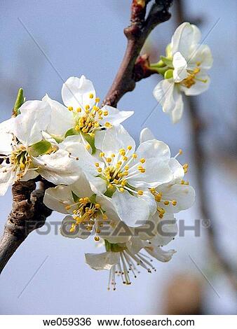 Stock Photograph - Plum tree flowers. Fotosearch