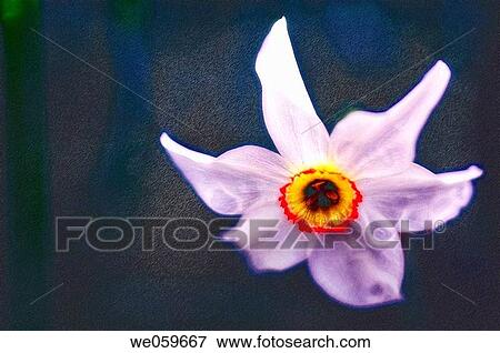 Poeticus Daffodil. Narcissus hybrid. April 2006. Maryland, USA View Large Photo Image Stock Photo - Poeticus Daffodil. Narcissus hybrid. April 2006. Maryland, USA. Fotosearch