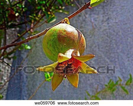 Pomegranate View Large Photo Image Stock Photograph - Pomegranate. Fotosearch