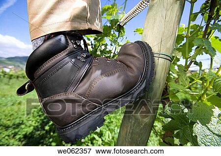 Protective boots, vineyard View Large Photo Image Stock Photo - Protective boots, vineyard. Fotosearch