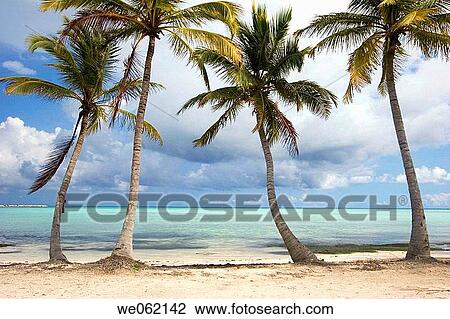 Punta Cana, Juanillo Beach, Dominican Republic View Large Photo Image Stock Image - Punta Cana, Juanillo Beach, Dominican Republic. Fotosearch
