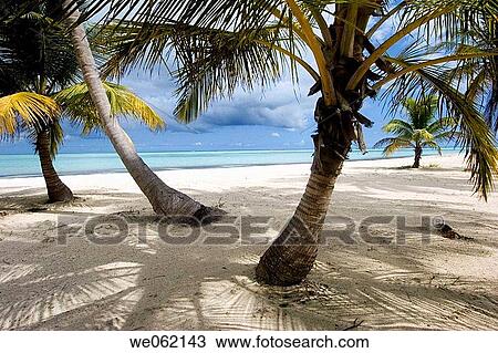 Punta Cana, Juanillo Beach, Dominican Republic View Large Photo Image Stock Image - Punta Cana, Juanillo Beach, Dominican Republic. Fotosearch