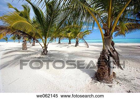 Punta Cana, Juanillo Beach, Dominican Republic View Large Photo Image Stock Photography - Punta Cana, Juanillo Beach, Dominican Republic. Fotosearch