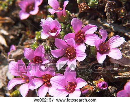 Purple Saxifrage (Saxifraga oppositifolia). Val d? Aosta, Italy View Large Photo Image Stock Photo - Purple Saxifrage (Saxifraga oppositifolia). Val d? Aosta, Italy. Fotosearch