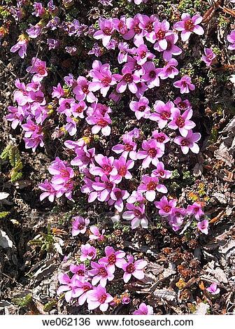 Stock Photograph - Purple Saxifrage (Saxifraga oppositifolia). Val d? Aosta, Italy. Fotosearch