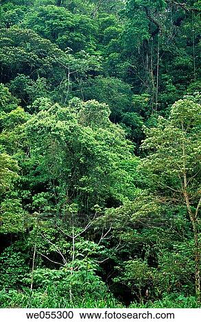 Rainforest, Braulio Carrillo National Park. Costa Rica View Large Photo Image Stock Image - Rainforest, Braulio Carrillo National Park. Costa Rica. Fotosearch