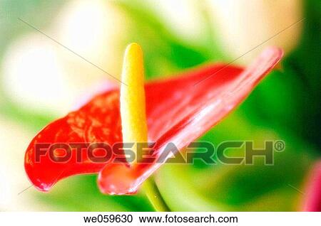 Red Anthurium flower. Anthurium andreanum. January 2007, Maryland, USA View Large Photo Image Stock Image - Red Anthurium flower. Anthurium andreanum. January 2007, Maryland, USA. Fotosearch