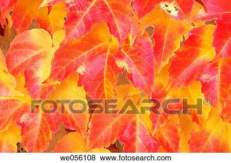 Red autumn leaves of Boston Ivy / Japanese Creeper (Parthenocissus tricuspidata). Switzerland, Europe View Large Photo Image Stock Photo - Red autumn leaves of Boston Ivy / Japanese Creeper (Parthenocissus tricuspidata). Switzerland, Europe. Fotosearch