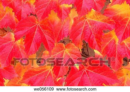 Stock Photo - Red autumn leaves of Boston Ivy / Japanese Creeper (Parthenocissus tricuspidata). Switzerland, Europe. Fotosearch