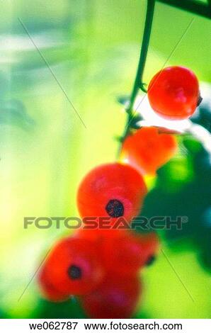 Red Currant. Ribes rubrum. June 2006, Maryland, USA View Large Photo Image Stock Photo - Red Currant. Ribes rubrum. June 2006, Maryland, USA. Fotosearch