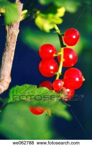 Red Currant. Ribes rubrum. June 2006, Maryland, USA View Large Photo Image Stock Photo - Red Currant. Ribes rubrum. June 2006, Maryland, USA. Fotosearch