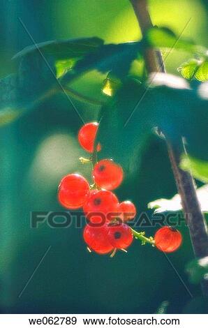 Red Currant. Ribes rubrum. June 2006, Maryland, USA View Large Photo Image Stock Photo - Red Currant. Ribes rubrum. June 2006, Maryland, USA. Fotosearch