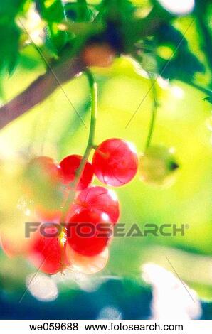 Red Currants. Ribes rubrum. June 2006. Maryland, USA. View Large Photo Image Stock Photo - Red Currants. Ribes rubrum. June 2006. Maryland, USA.. Fotosearch