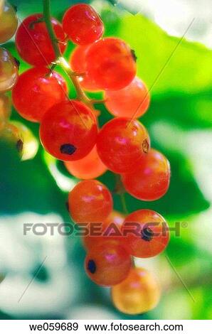 Red Currants. Ribes rubrum. June 2006. Maryland, USA. View Large Photo Image Stock Photo - Red Currants. Ribes rubrum. June 2006. Maryland, USA.. Fotosearch